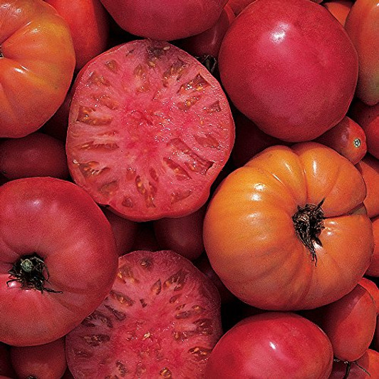 Burpee Mortgage Lifter Heirloom Tomato Seeds 125 Seeds