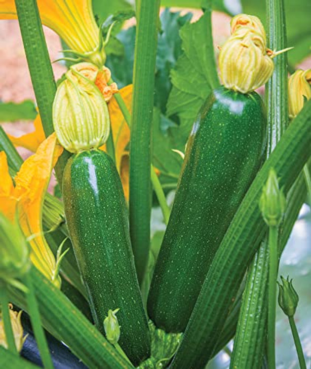 Burpee Best Zucchini Summer Squash Seeds 20 seeds