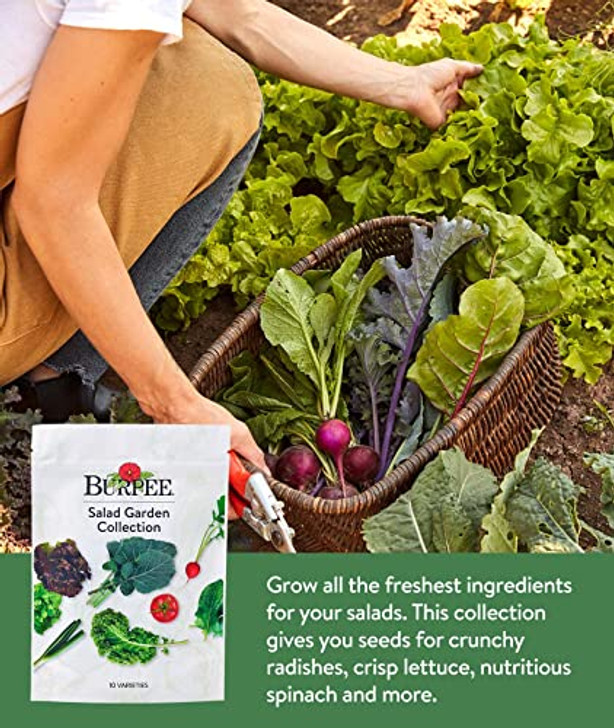 Burpee Salad Garden Collection 10 Packets of Non-GMO 4 Lettuce Varieties + Tomato, Radish, Spinach, Kale, Scallions & Mesclun Mix | Seeds for Planting Vegetables