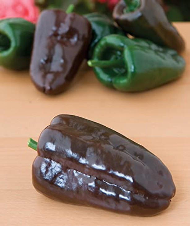 Burpee Poblano' (Ancho) 4" Heart-Shaped Dark Green to Red Peppers, 100 Seeds