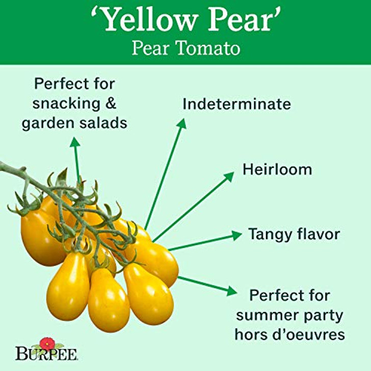 Burpee 'Yellow Pear' Heirloom | Yellow Pear Tomato | 150 Seeds