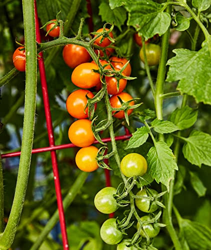Burpee Sun Gold Hybrid Non-GMO Home Garden | Sweet Orange Cherry