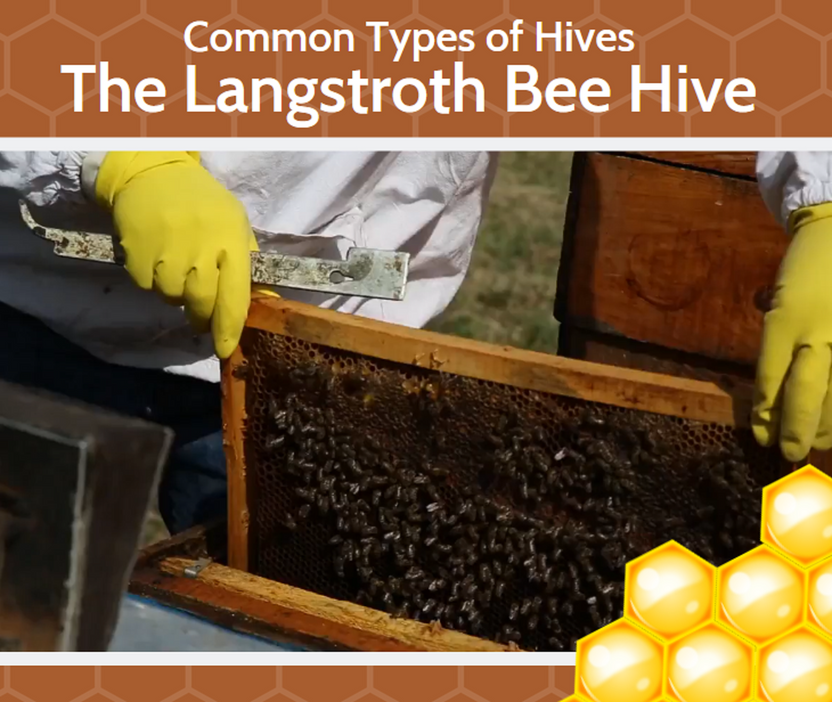 Bee Hives - The Langstroth Hive Bee Hives - The Langstroth Hive