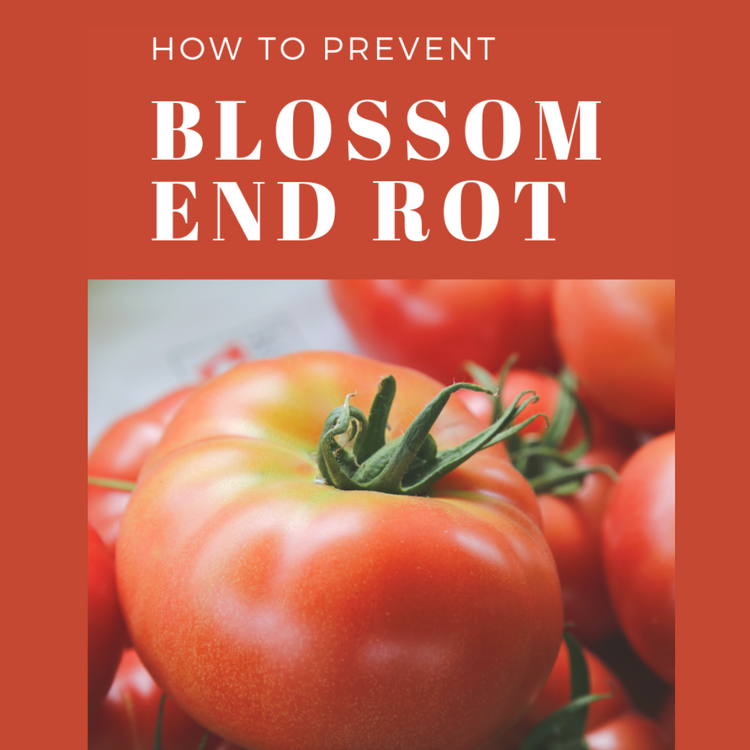 Tomato Talk: Preventing Blossom End Rot Tomato Talk: Preventing Blossom End Rot