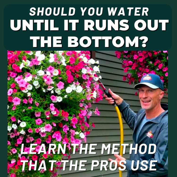 Should You Water Until It Runs Out the Bottom? Should You Water Until It Runs Out the Bottom?