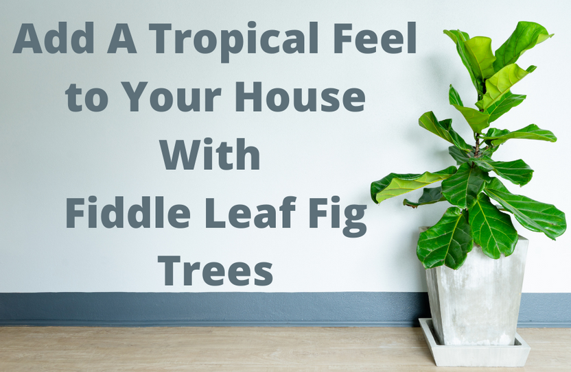 Add A Tropical Feel to Your House With Fiddle Leaf Fig Trees Add A Tropical Feel to Your House With Fiddle Leaf Fig Trees