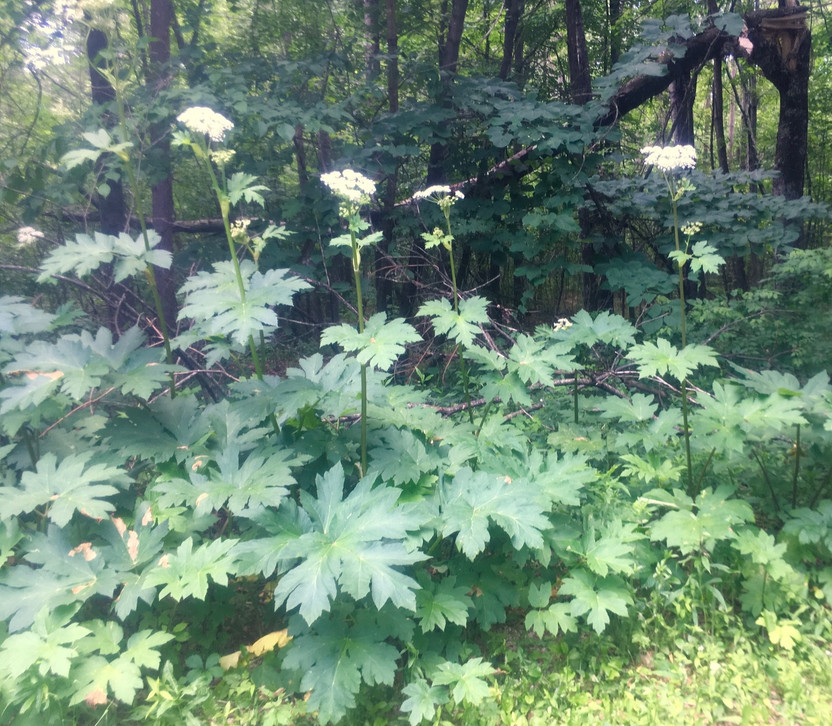 Giant Hogweed - Do Not Touch - Beat Your Neighbor