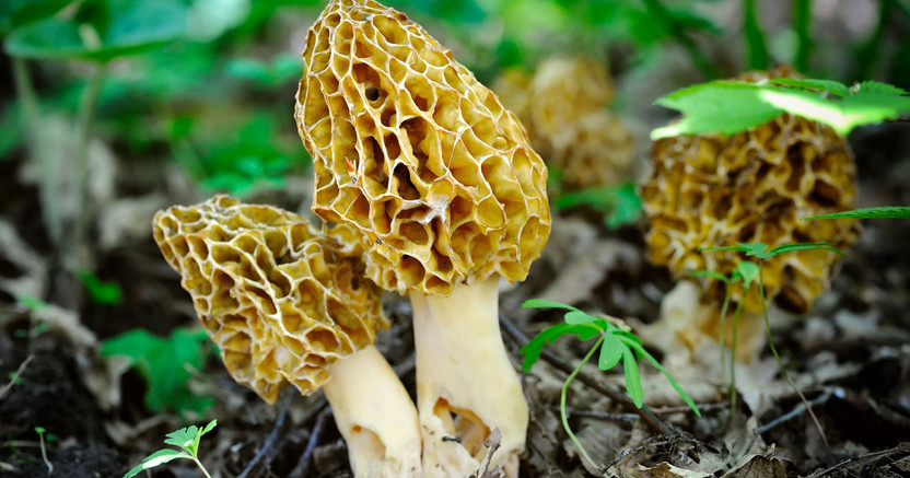 Tips for finding Morel Mushrooms Tips for finding Morel Mushrooms