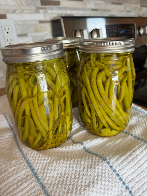 How to Make Crunchy Homemade Dilly Beans (Easy Pickled Green Bean Recipe)