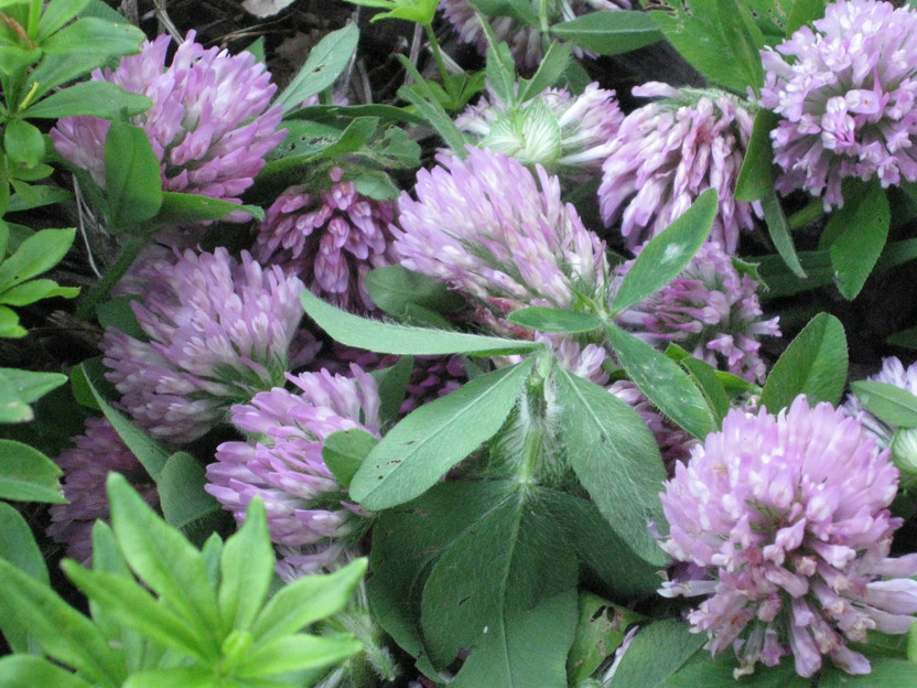 Five herbs to plant this summer Five herbs to plant this summer