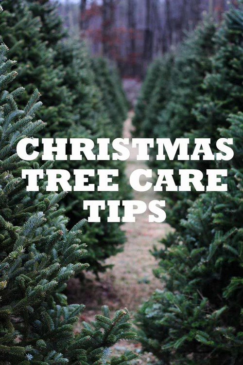 Christmas Tree Care Christmas Tree Care