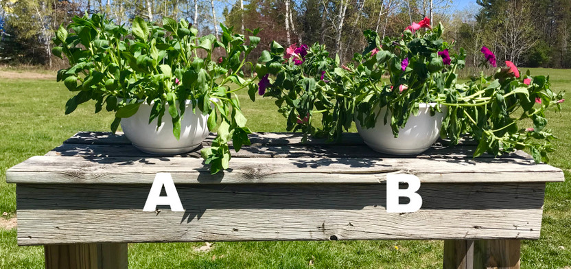 Is that Hanging Basket Too Wet or Too Dry? Is that Hanging Basket Too Wet or Too Dry?