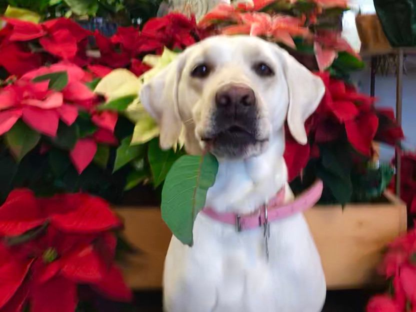 dog ate poinsettia leaf