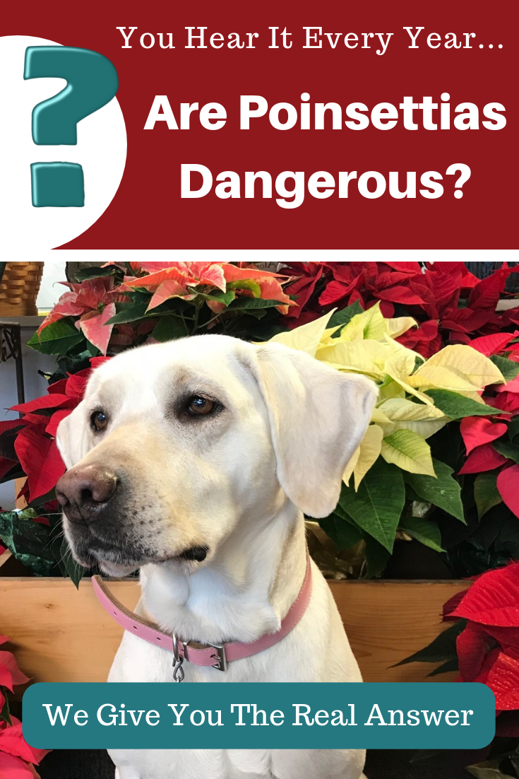 are poinsettias poisonous o dogs and cats