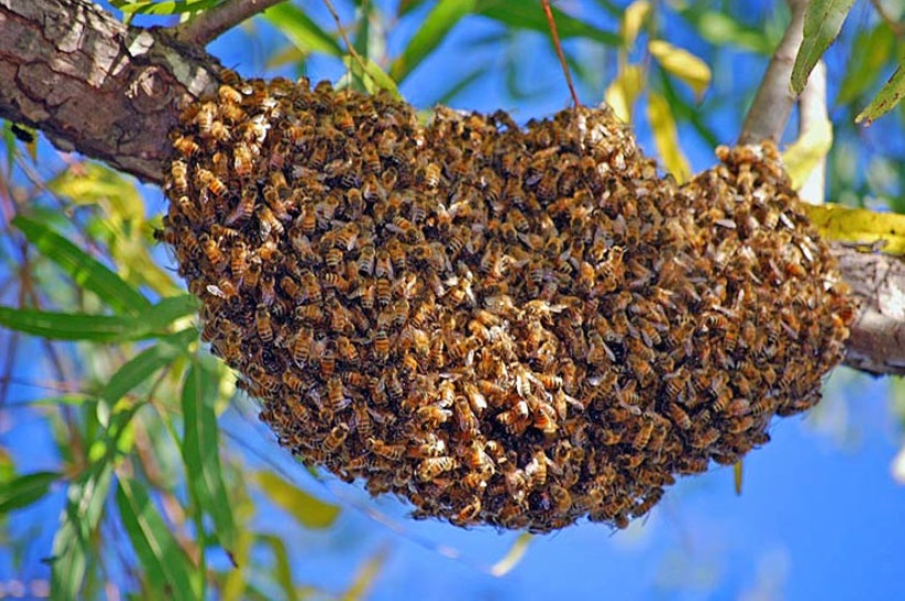Swarming Bees What is the reason for this? Beat Your Neighbor