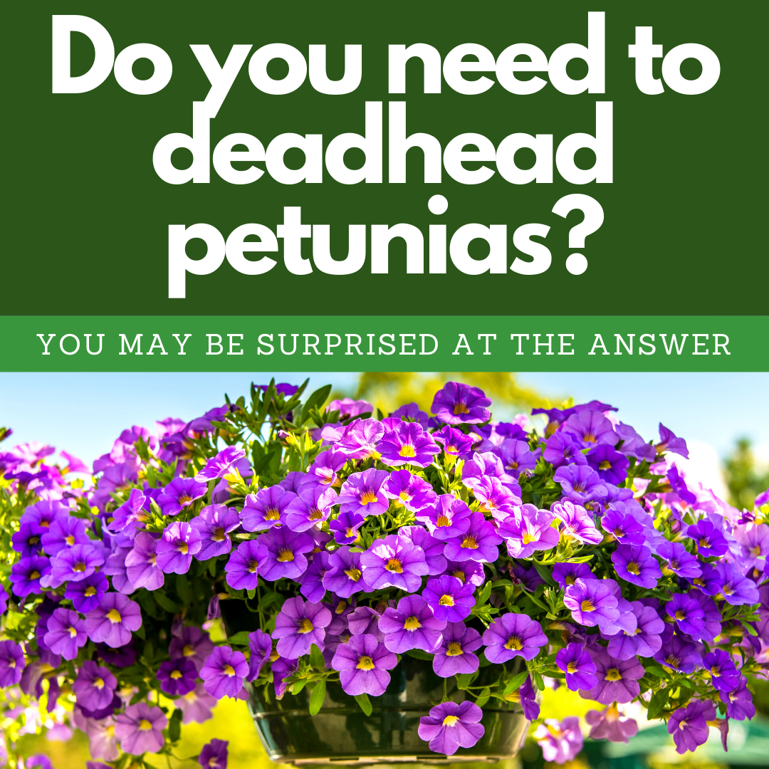 Do You Need to Deadhead Petunias? You may be surprised at the answer