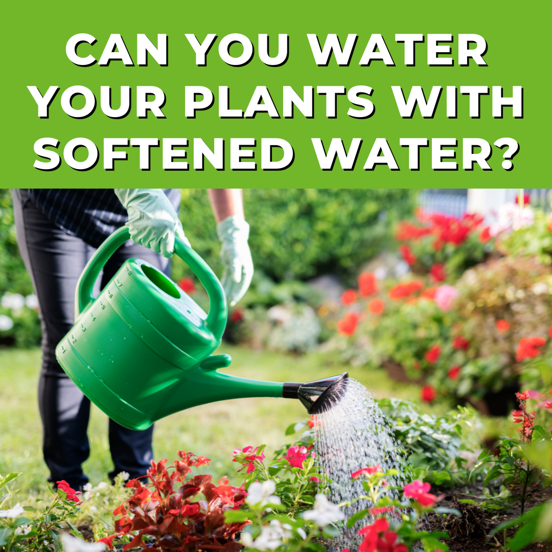 Can You Water Your Plants With Softened Water? Beat Your Neighbor