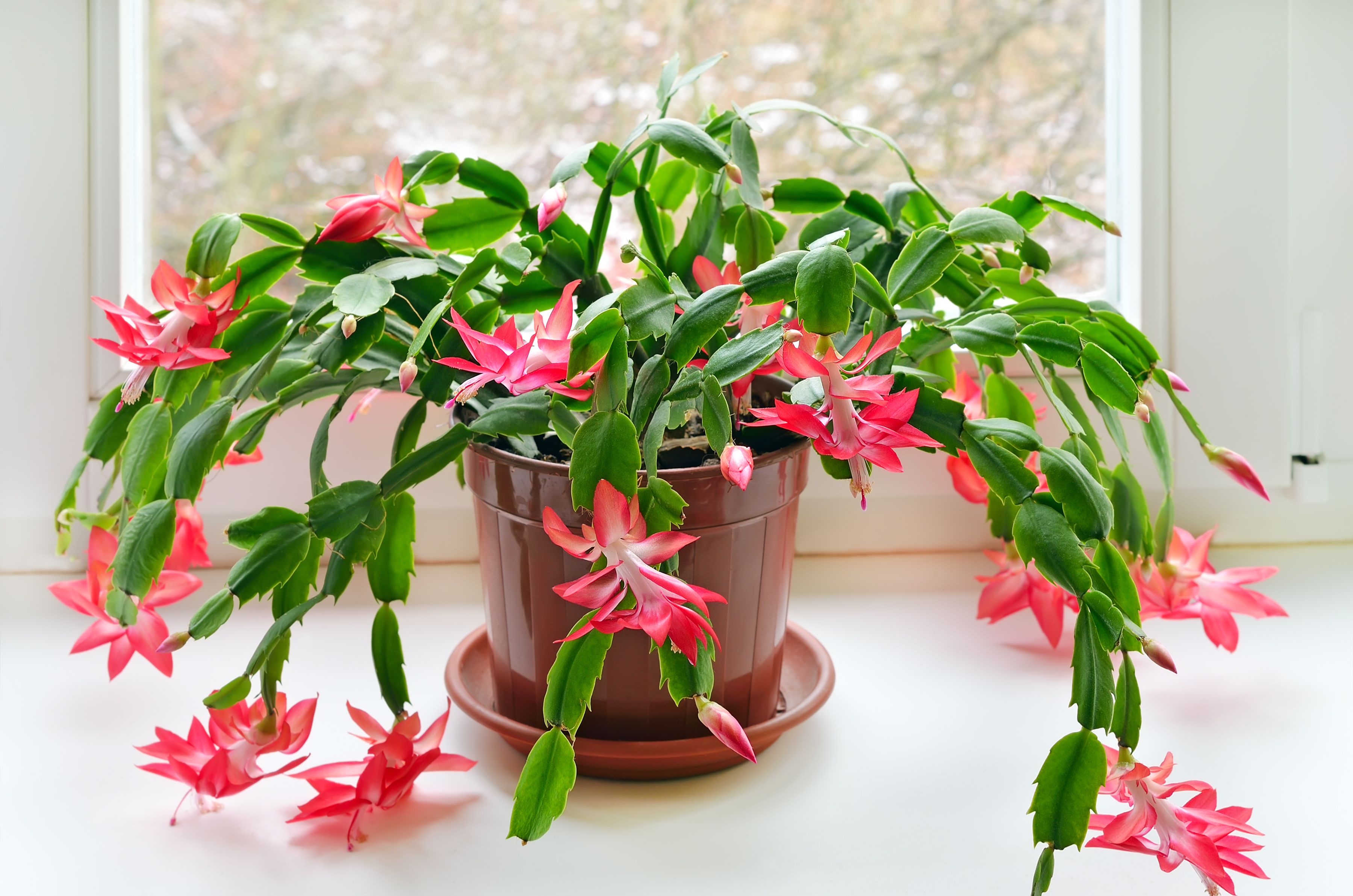 The Sunlight Warning Your Christmas Cactus Needs Right Now