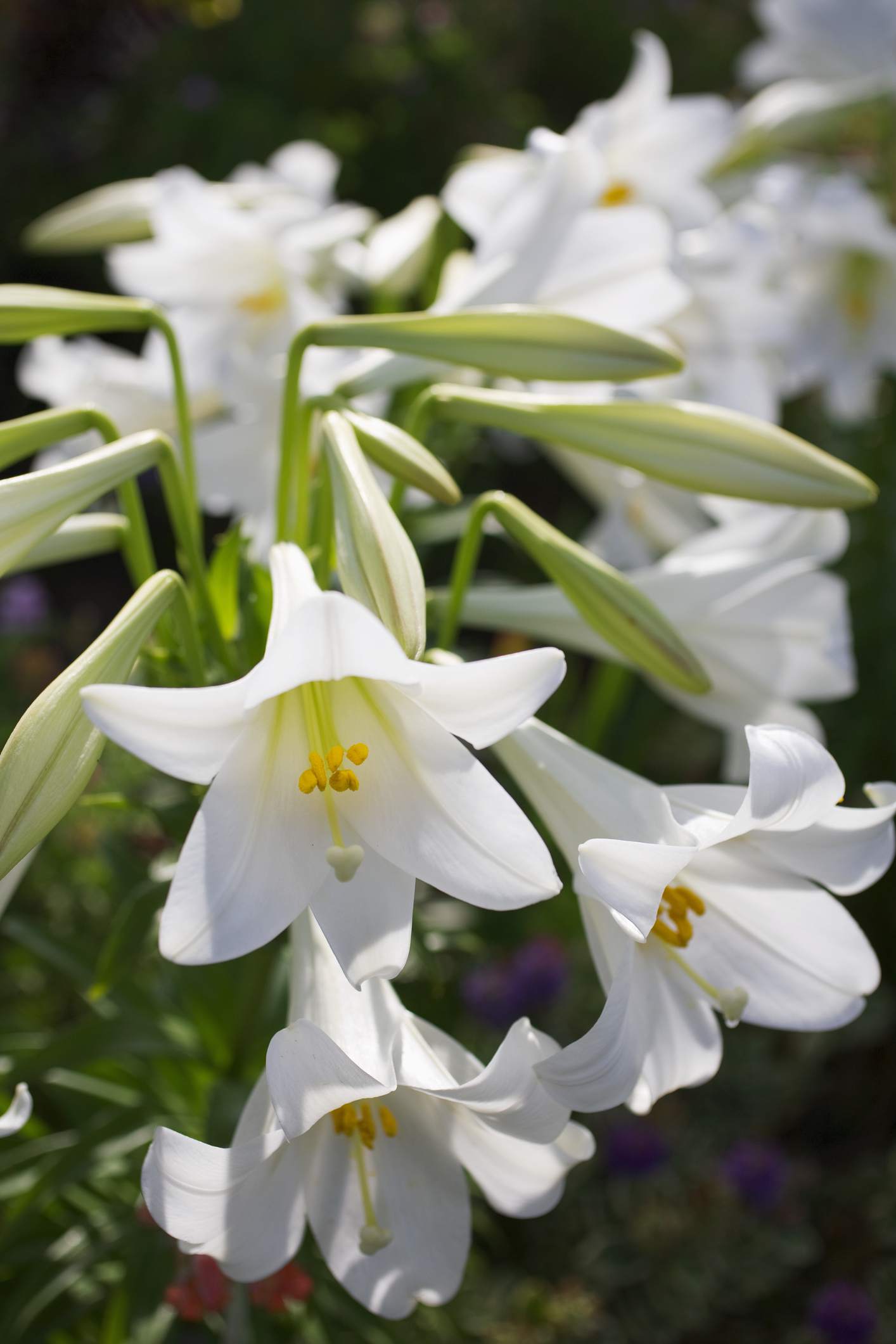 Planting Easter Lillies Beat Your Neighbor