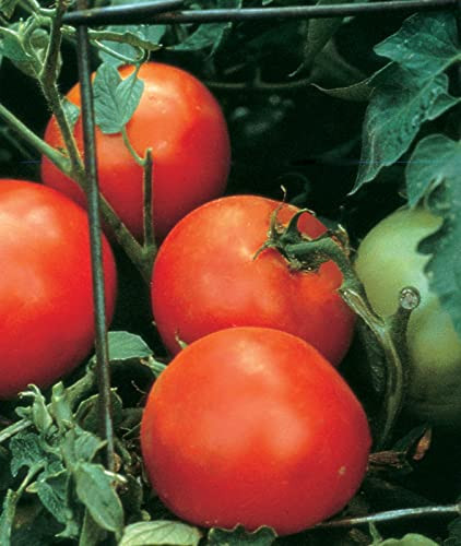 Burpee 25 Non-GMO Seeds Home Garden Beefsteak Slicing Variety | Large Red  Fresh Indeterminate Tomato Plant, 35, Brandy Boy Hybrid