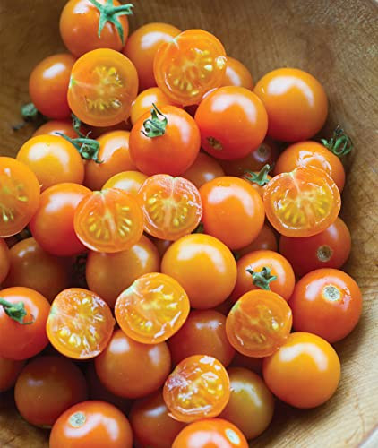 Burpee Sun Gold Hybrid Non-GMO Home Garden | Sweet Orange Cherry