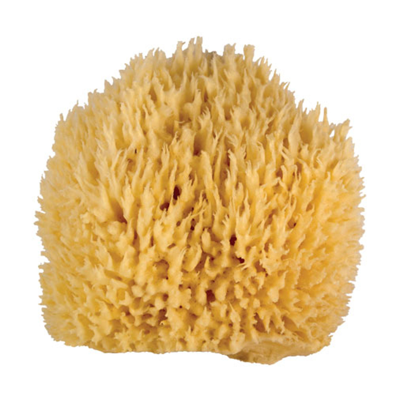 WHOA DADDY! Ultra Soft & Manly Large Sea Wool Bath Sponge - Jade and Pearl