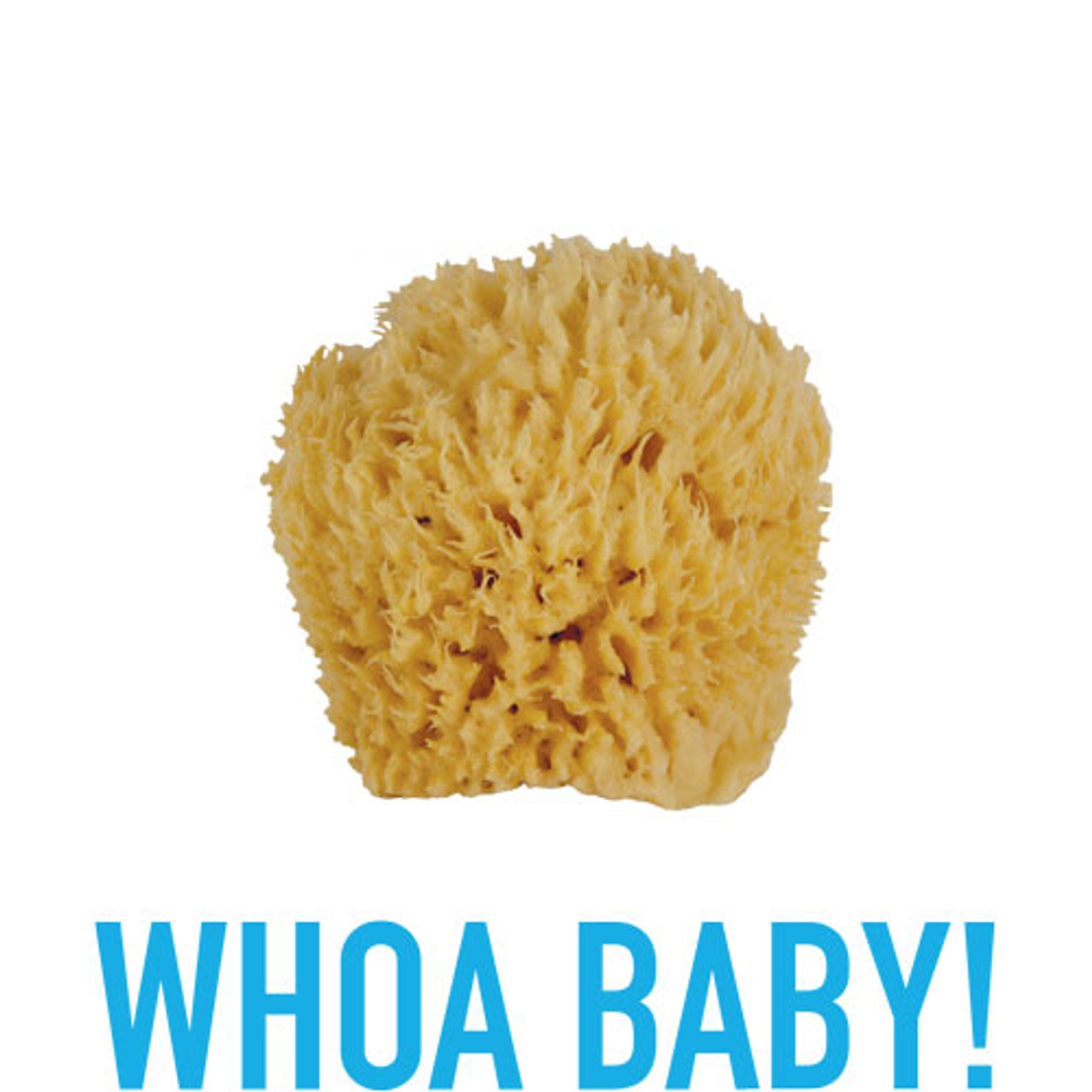 Premium Wool Sea Sponges for Babies