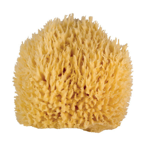 Whoa Daddy! Ultra Soft & Manly Large Wool Sea Sponge 5-6"