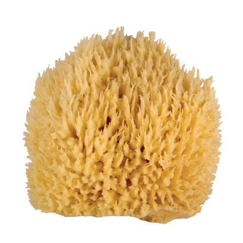 Large Bath Sponge