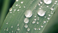 Water-Saving Strategies for Your Garden and Landscaping