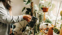 The Link Between Soft Water and Healthy Indoor Plants