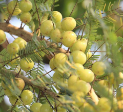 Amalaki