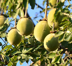 Baobab