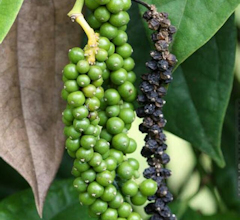 Black Pepper