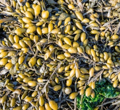 Bladderwrack