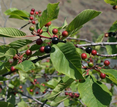 Cascara Bark