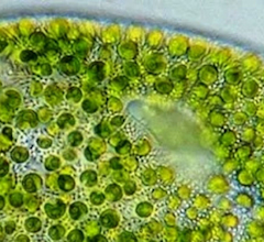 Chlorella Pyrenoidosa