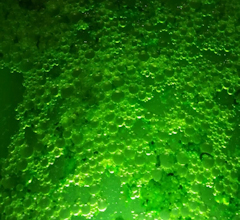 Chlorella Vulgaris
