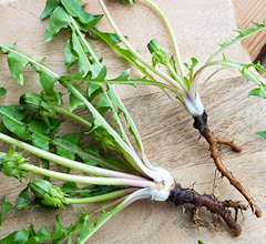 Dandelion Root