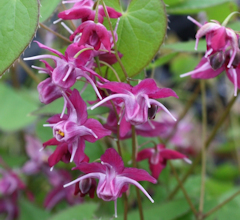 Epimedium