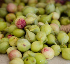 Kakadu Plum