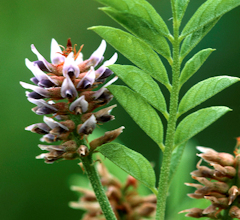 Liquorice Root