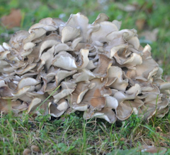 Maitake