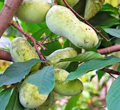 Paw Paw Leaf