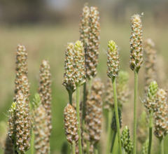 Psyllium Husk