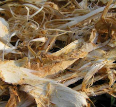 Slippery Elm Bark