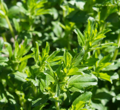 Stevia