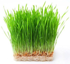 Wheat Grass