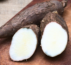 Yucca Root