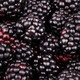 boysenberry